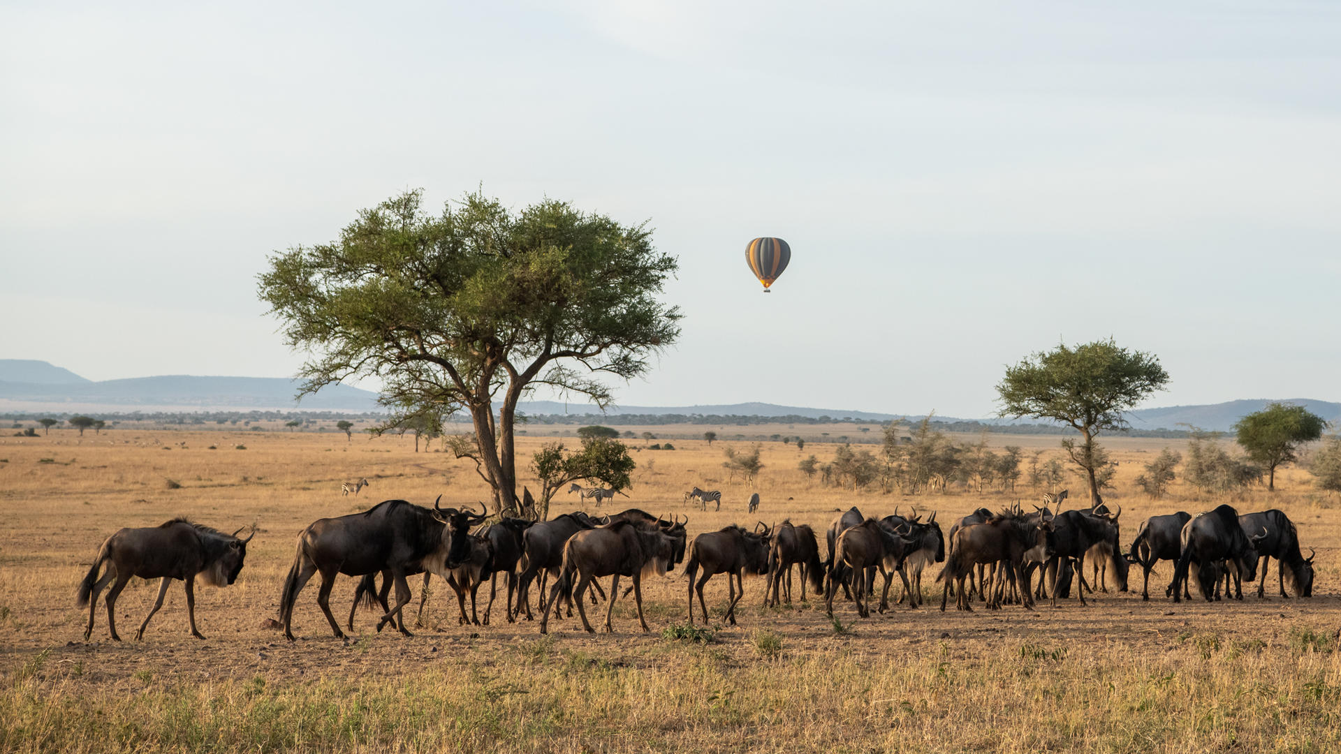 Sgr activities hot air balloon in flight wildebeest herd ross couper 1
