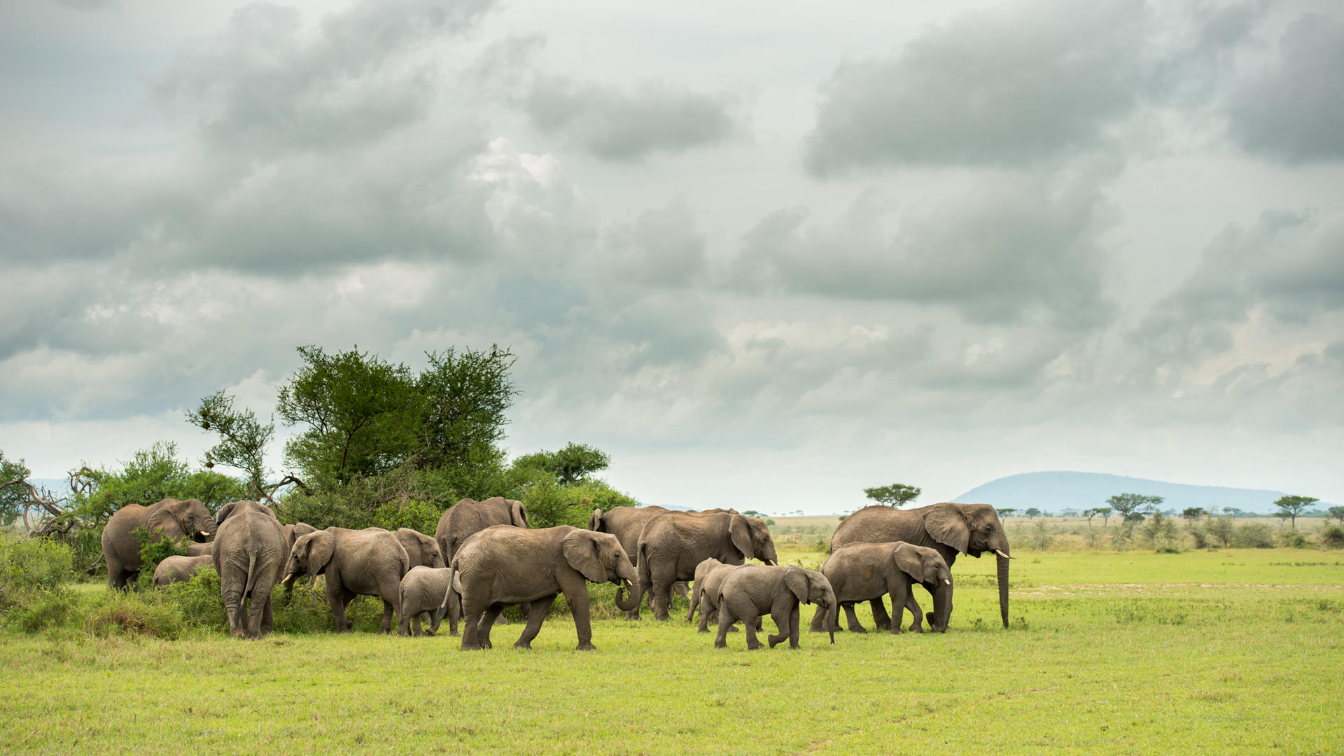Sgr wildlife elephant august 2022 ross couper 2