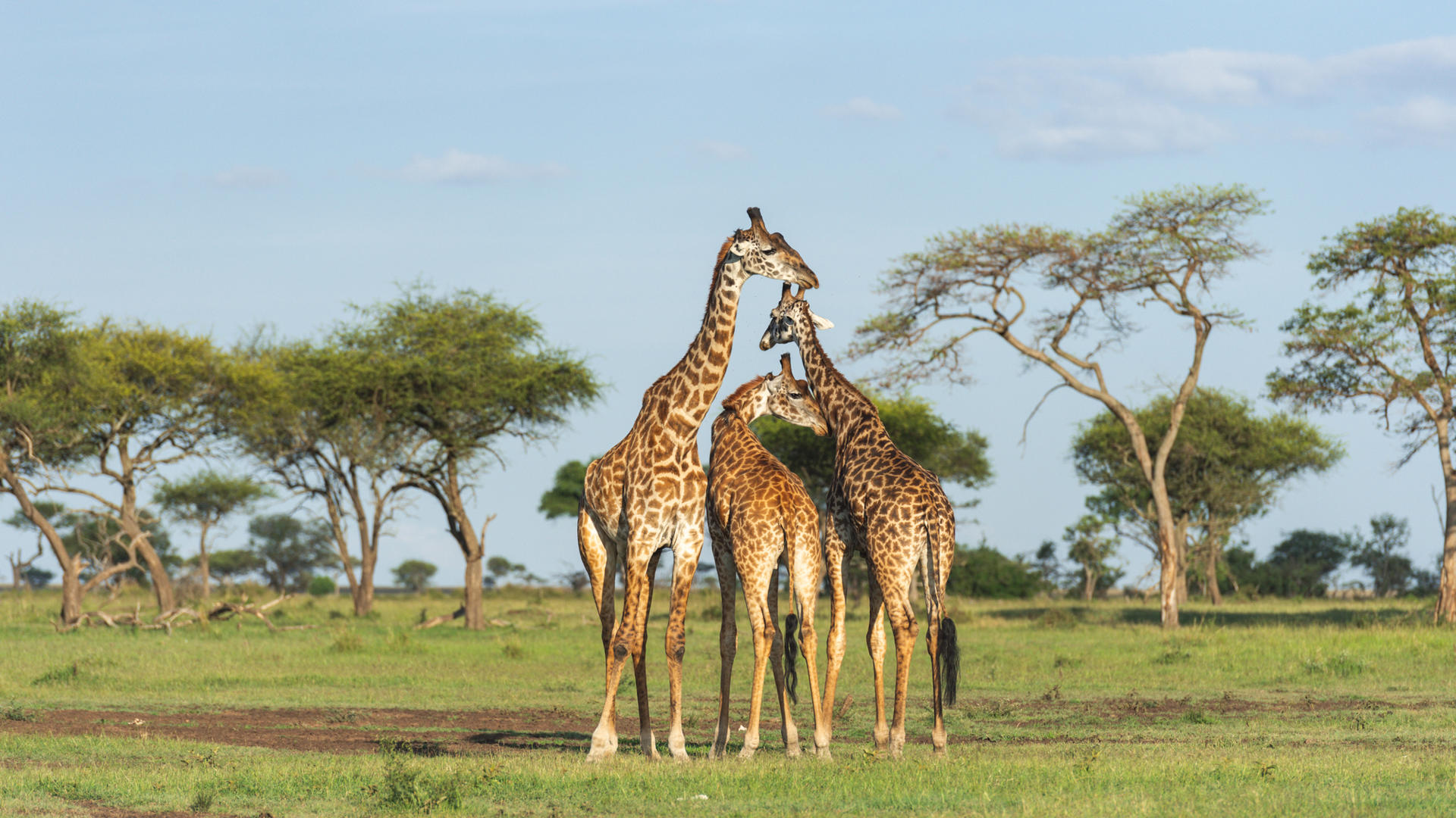 Sgr wildlife giraffe august 2022 ross couper 4