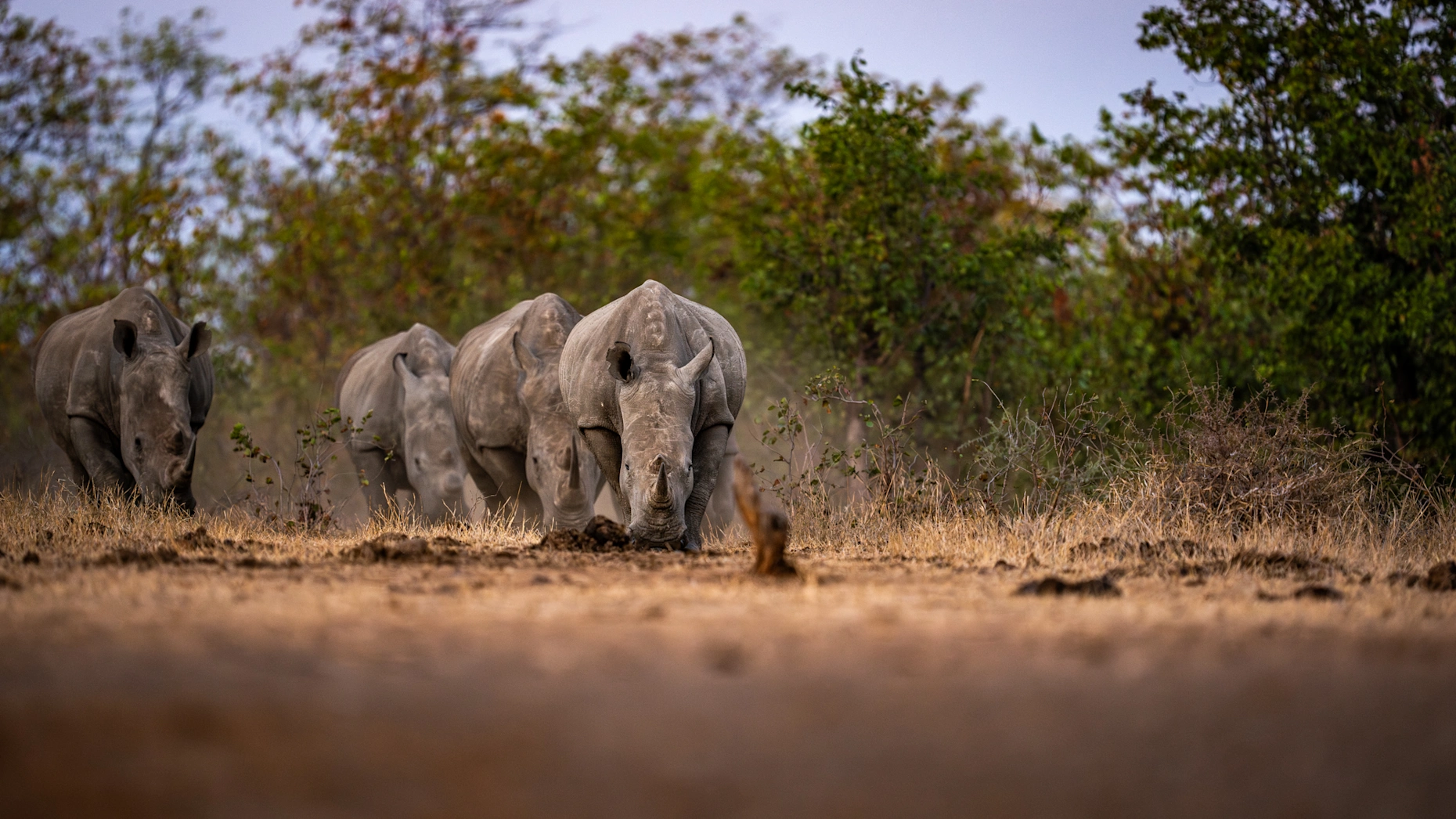 Sp wildlife rhino white september 2023 ross couper a1 02080