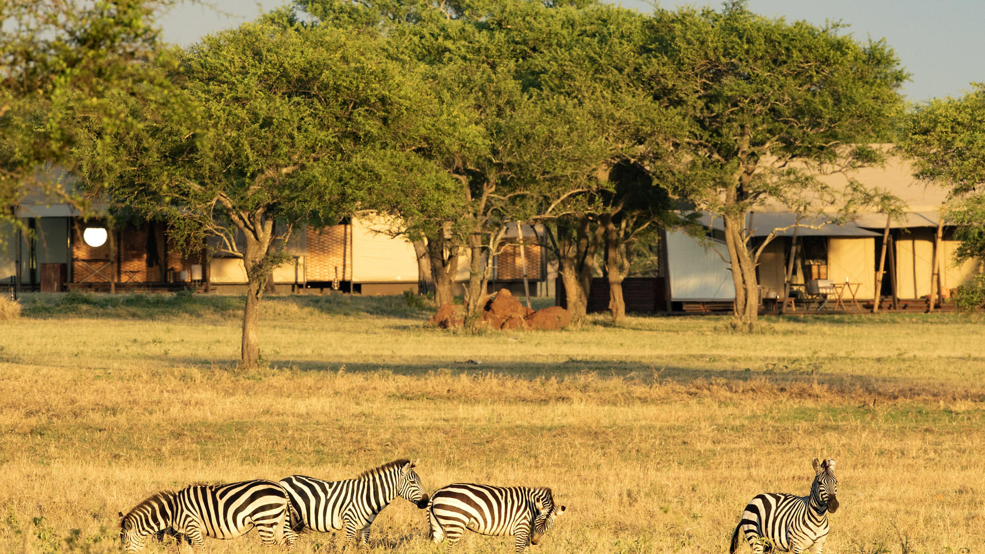 Singita sabora tented camp zebra in the camp