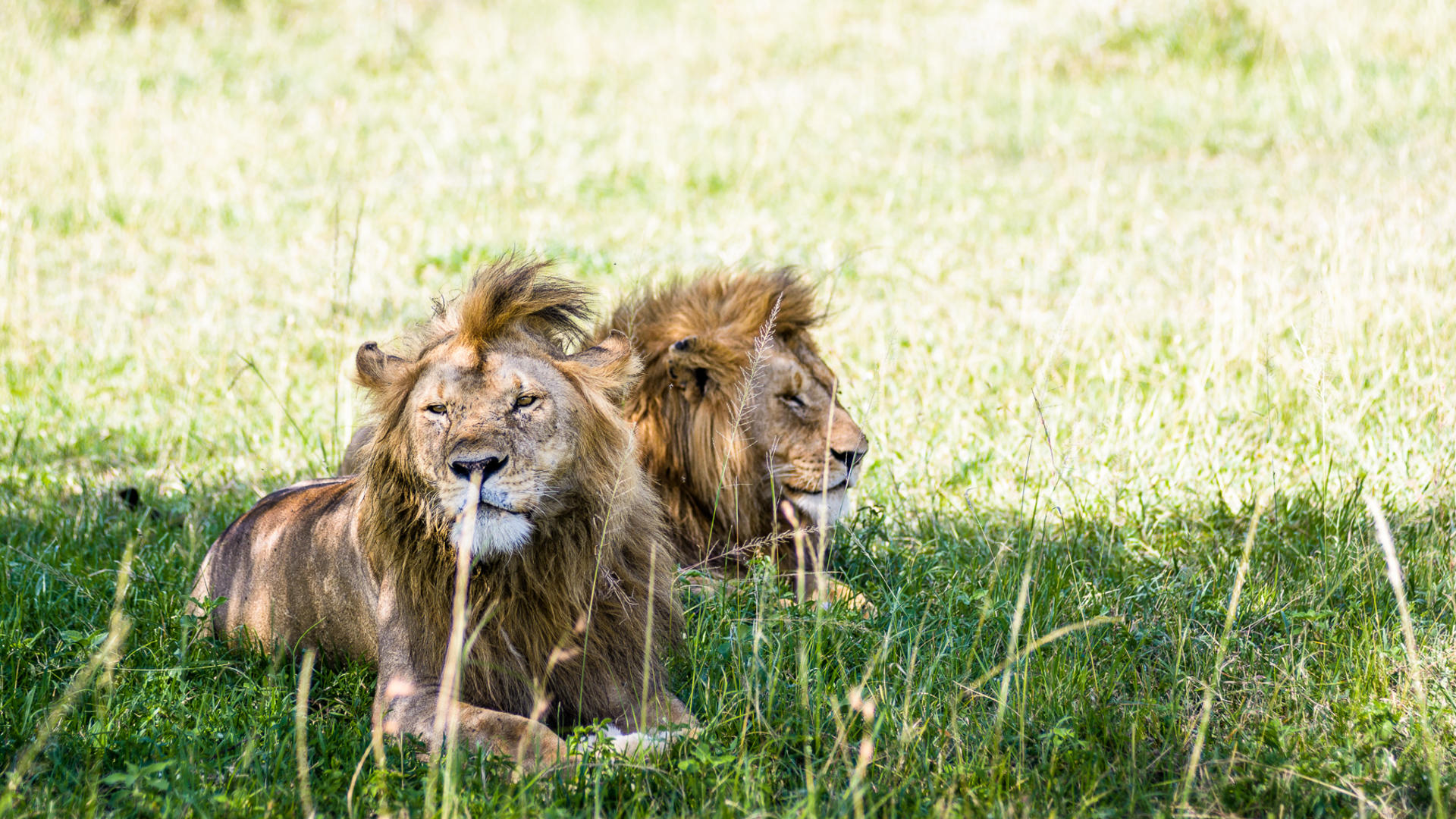 Singita Sabora Tented Camp en Serengeti