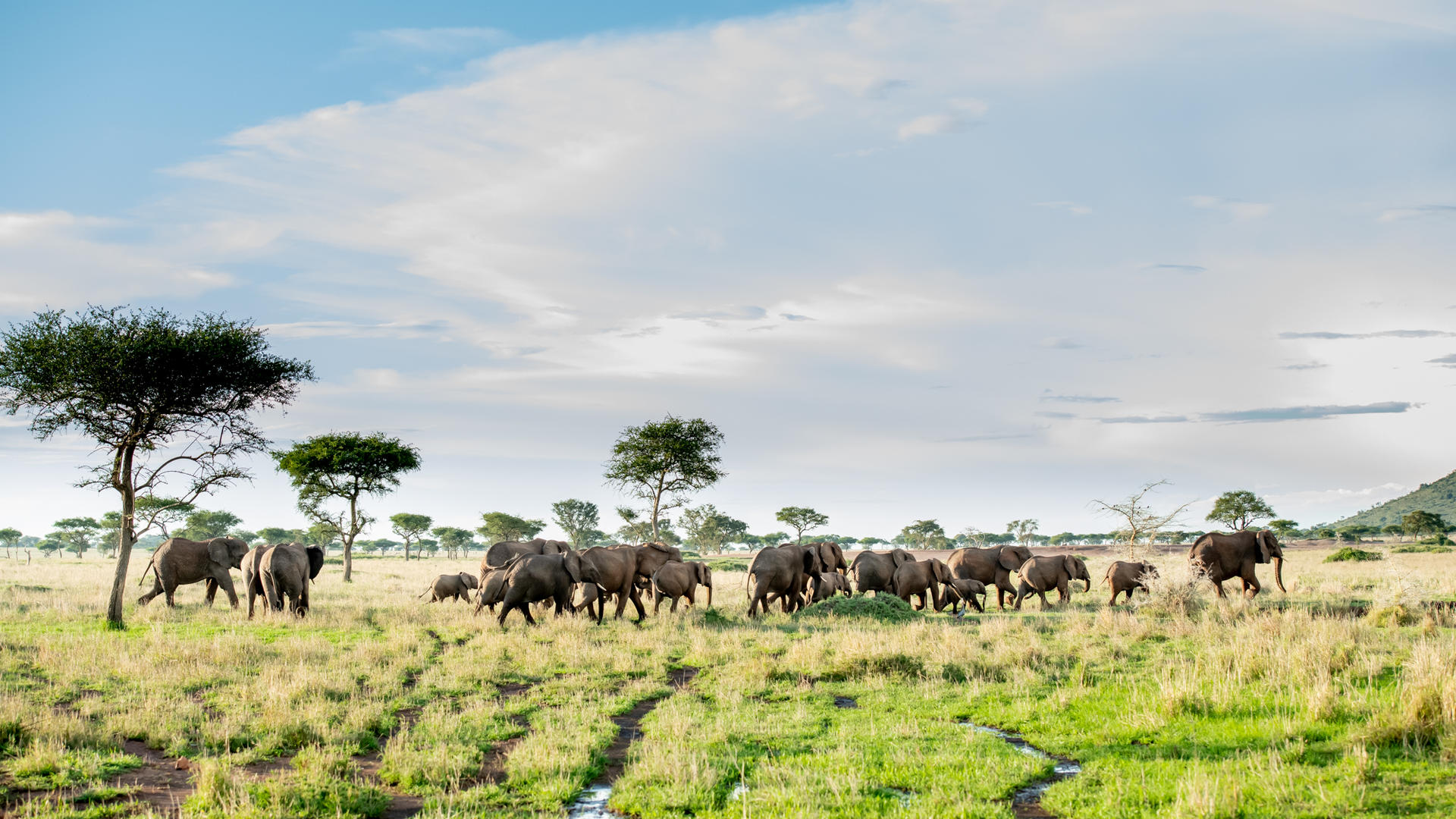 Elephant singita grumeti reserve ross couper 21