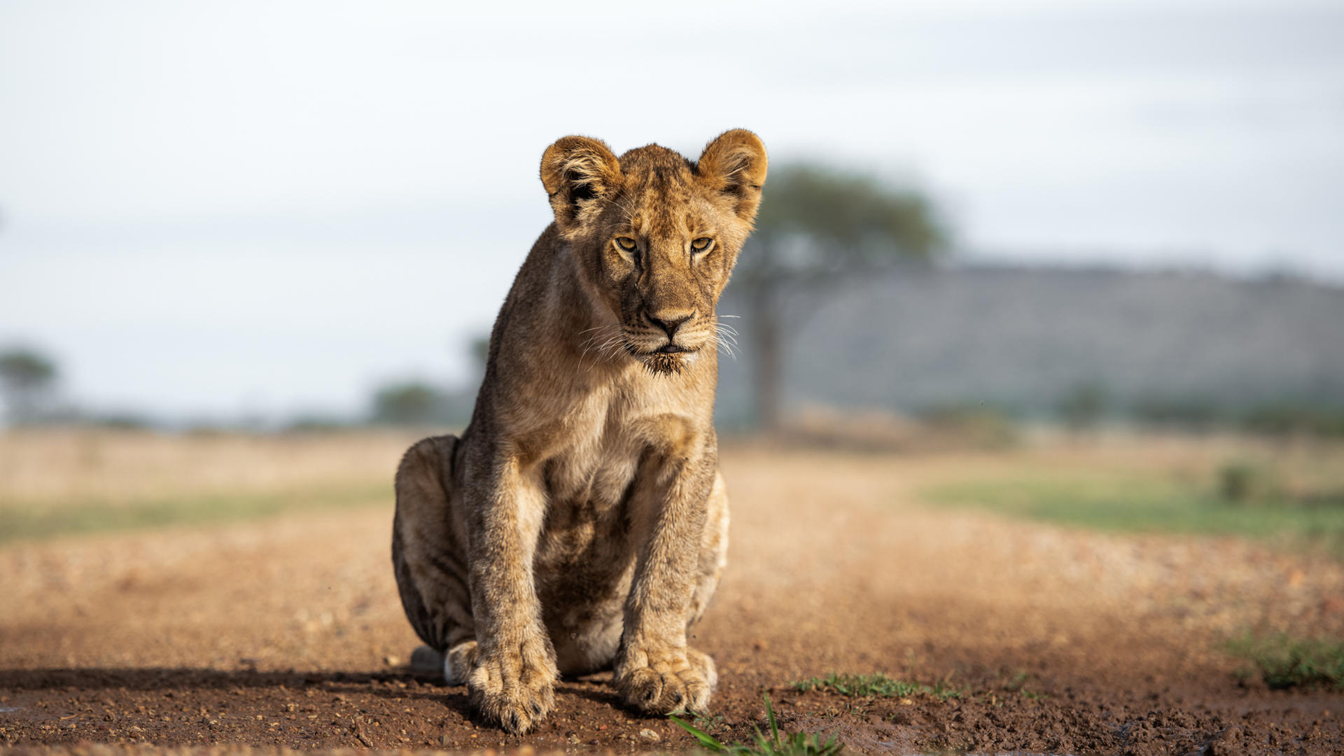 Sgr wildlife lion november 2022 ross couper 2
