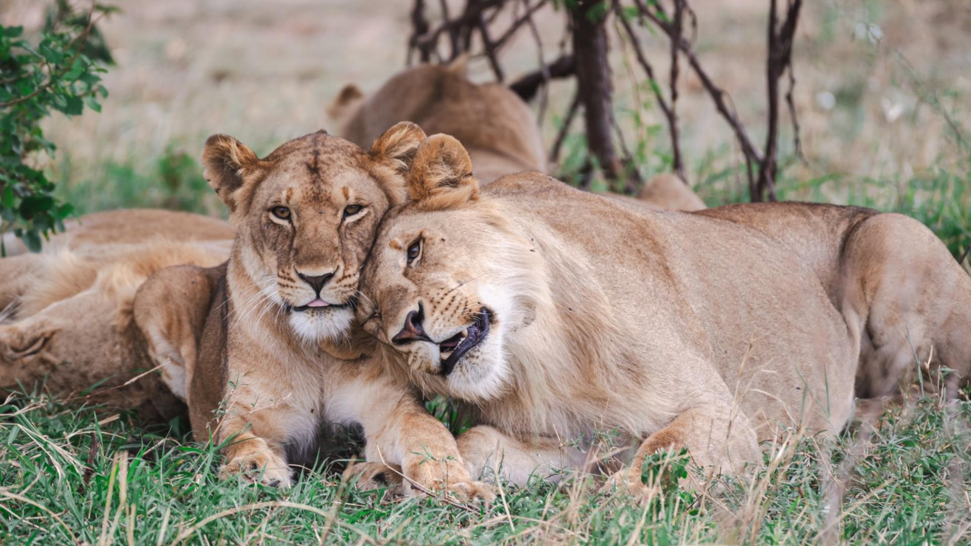 Taasa lodge safari wildlife 13