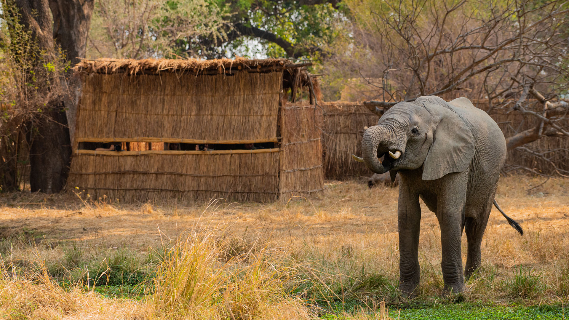 Tafika Camp en Luangwa Valley