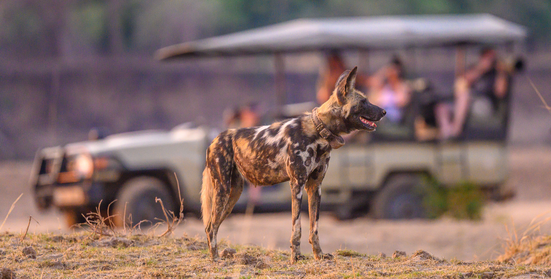 Tafika Camp en Luangwa Valley