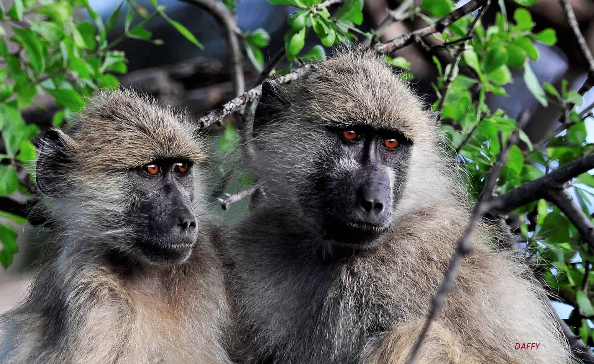 The Hide en Hwange