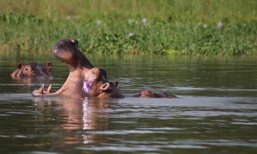The Makokola Retreat en Lago Malawi