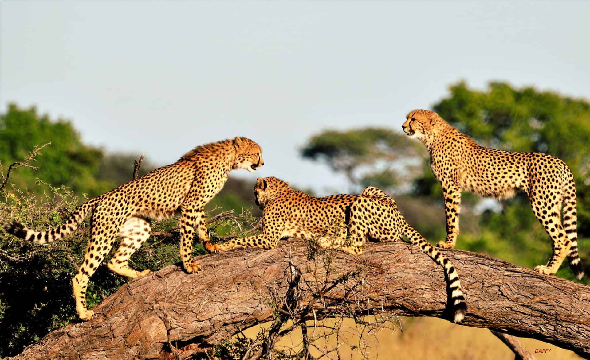 The Private Hide en Hwange