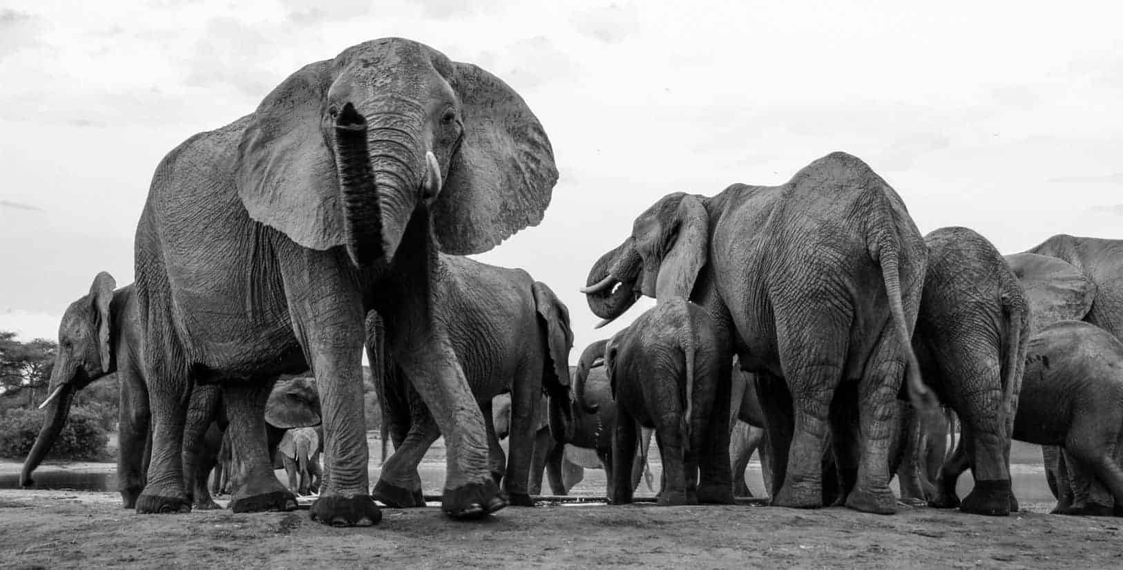 The Private Hide en Hwange