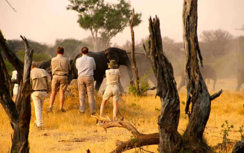 Tom's Little Hide en Hwange