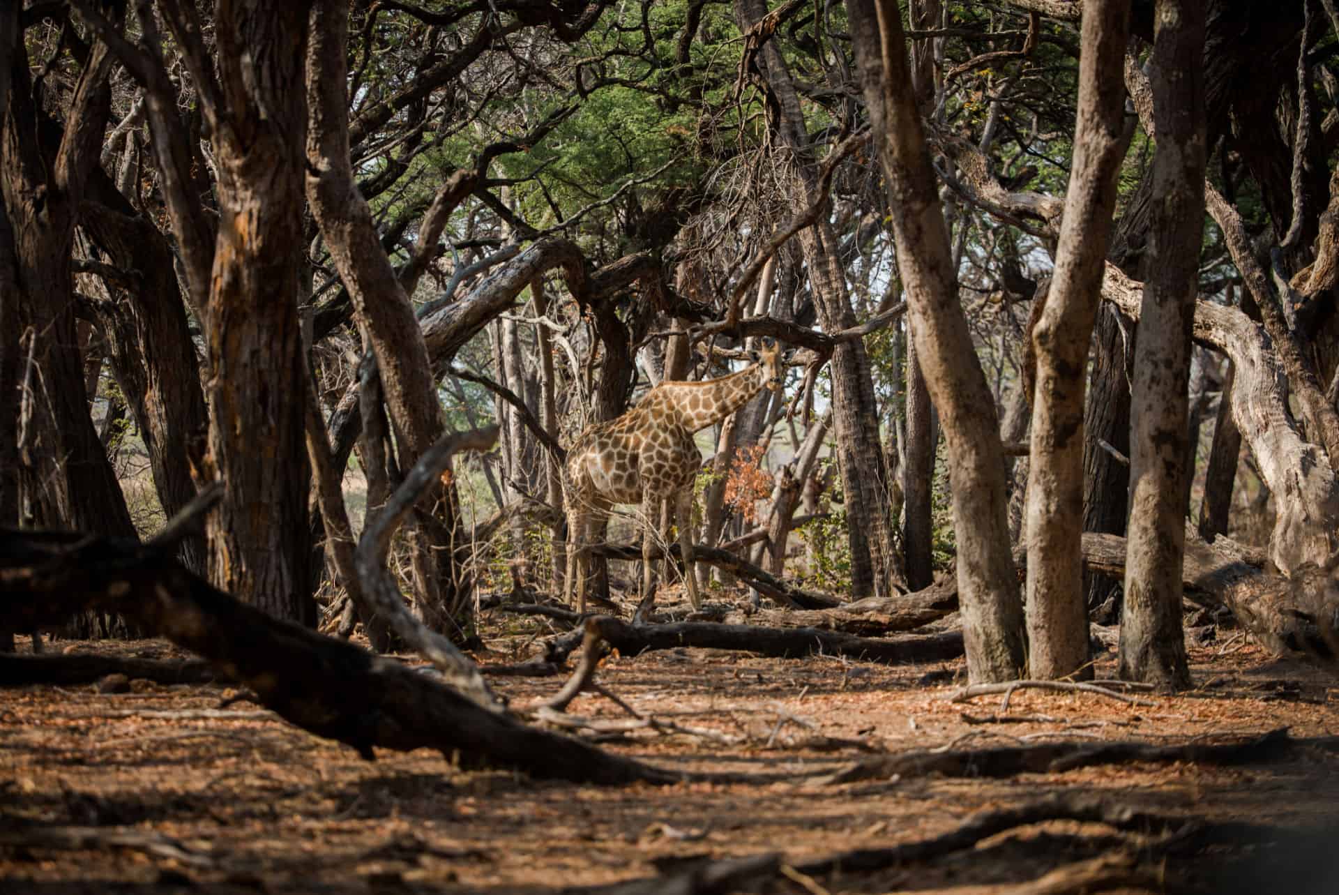 Tom's Little Hide en Hwange