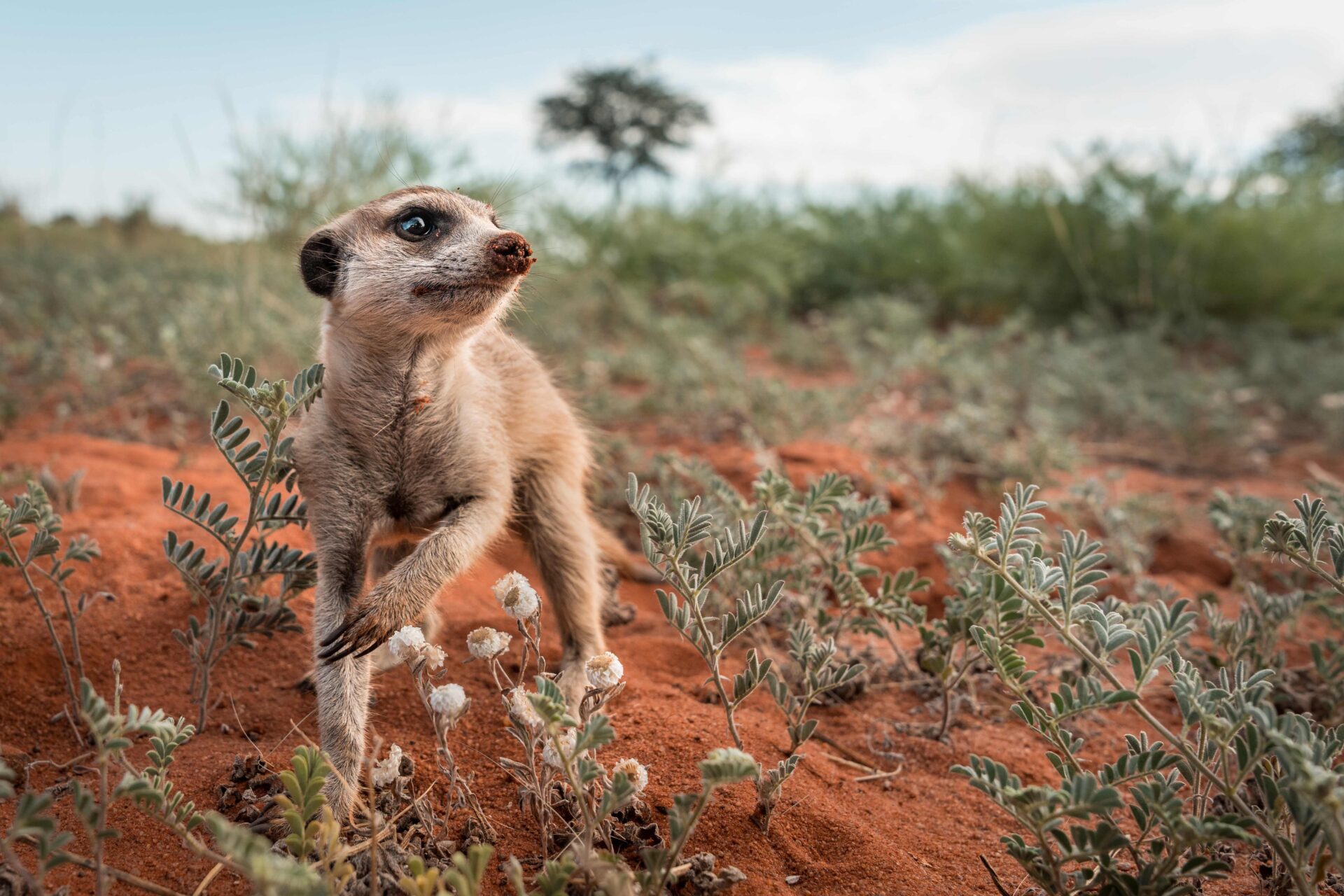 Tswalu experiences
