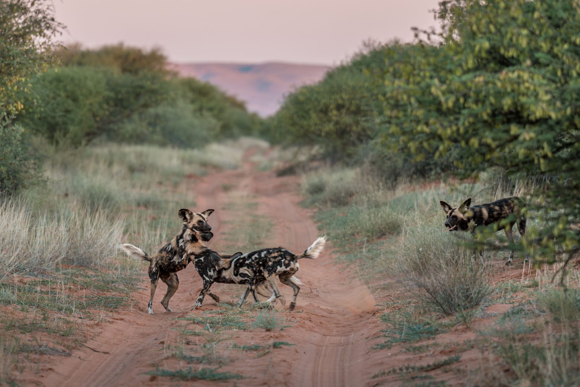 Tswalu conservation journal november