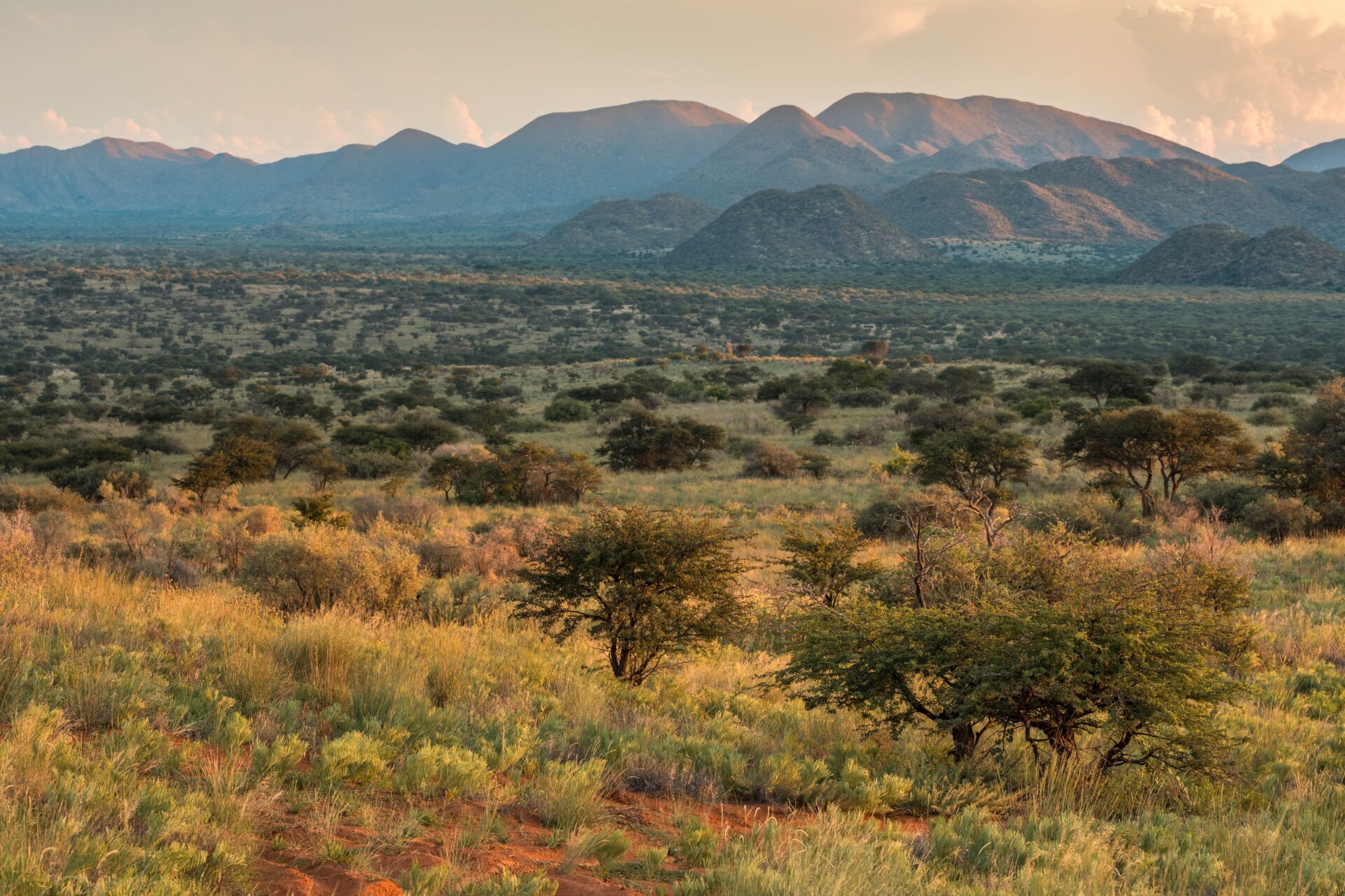 Fire ecology at tswalu green landscape