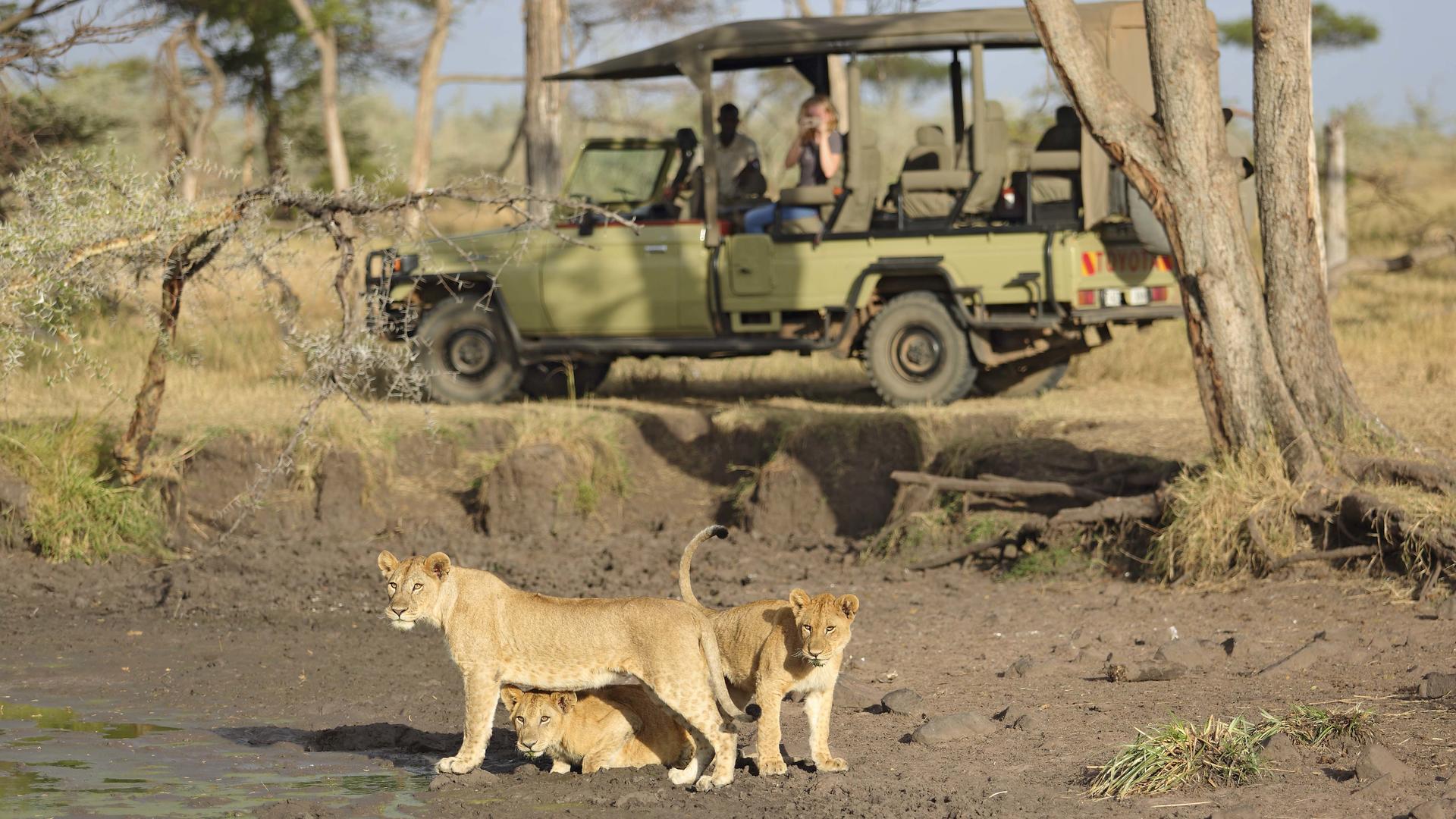 Ubuntu camp game drive lioness1