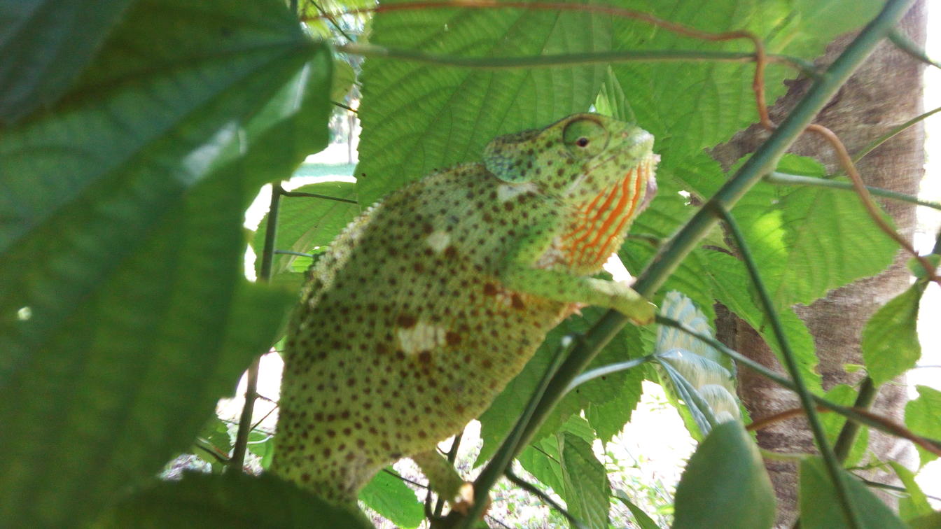 Udzungwa Forest Lodge – Hondo Hondo en Udzungwa Mountains National Park, Tanzania