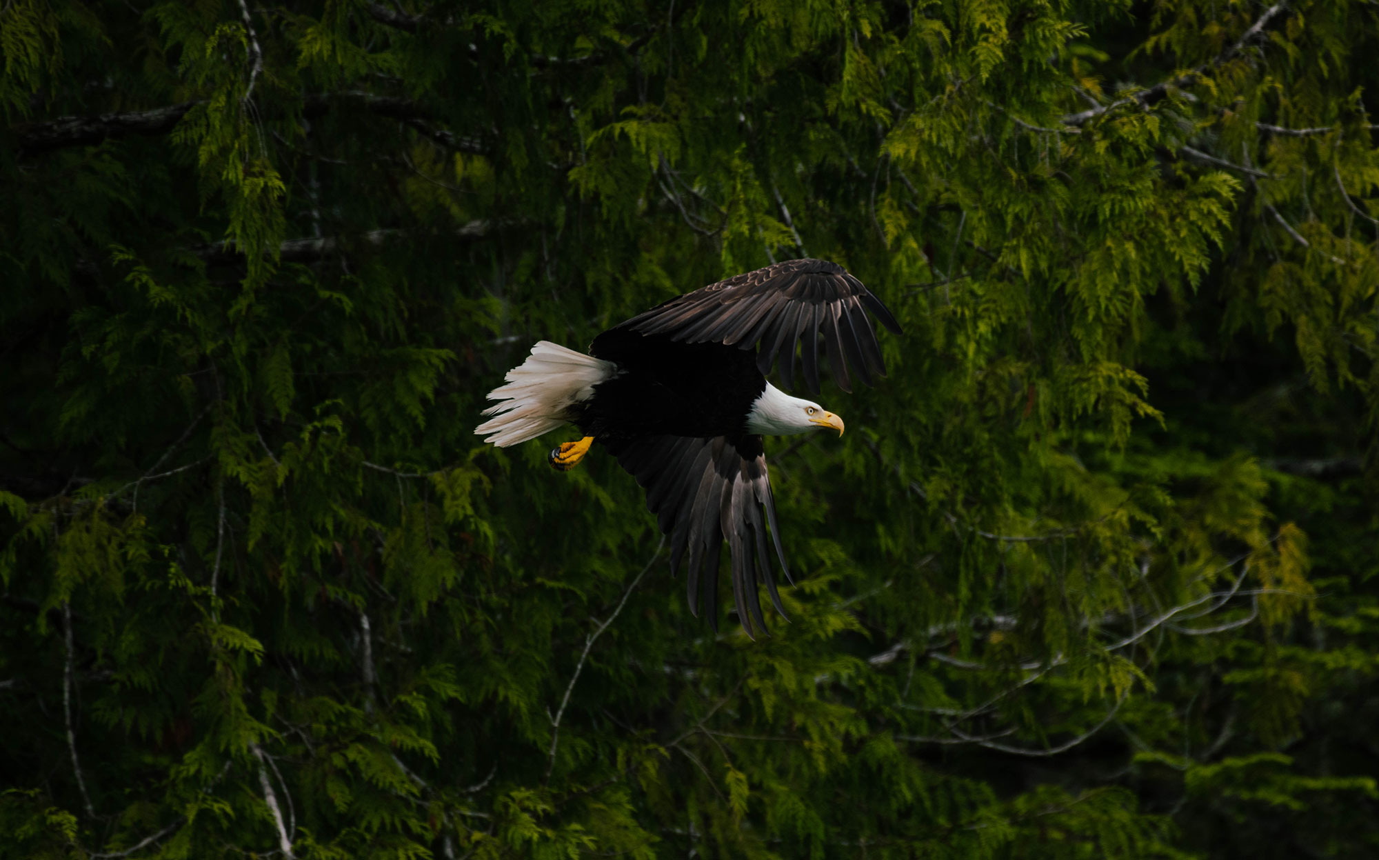 Afternoon eagle