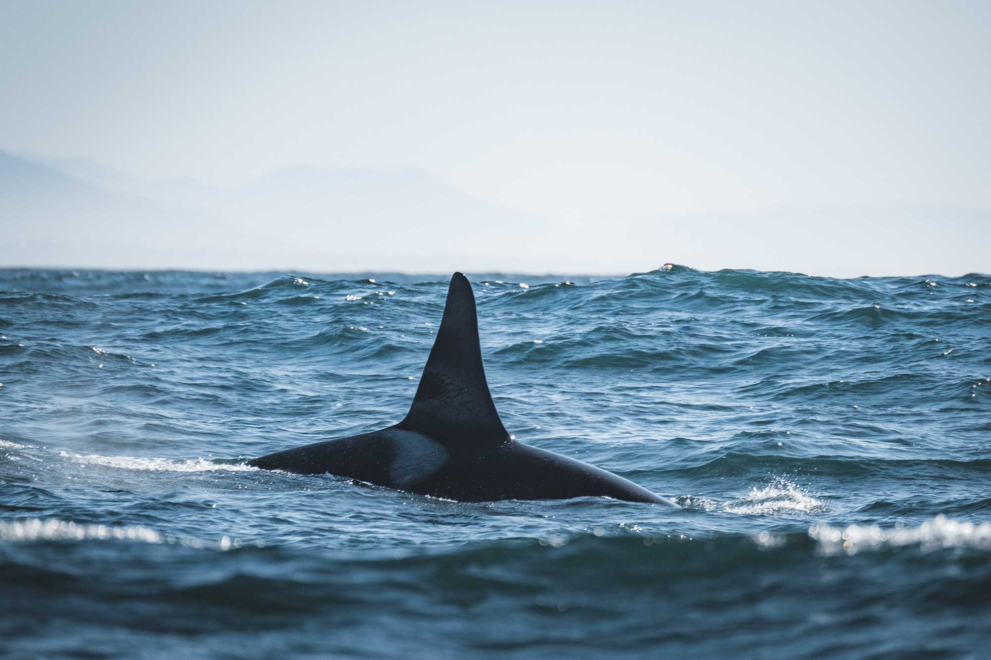 Wahous Wilderness Lodge en Tofino
