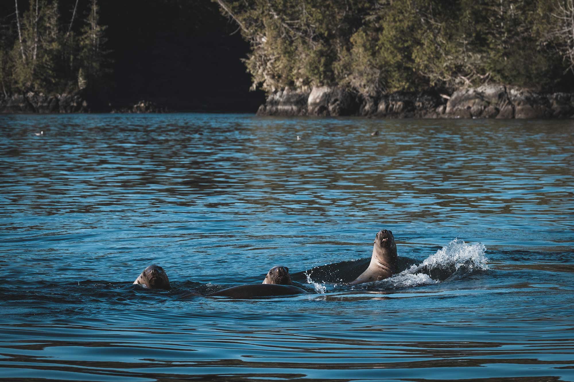Wahous Wilderness Lodge en Tofino