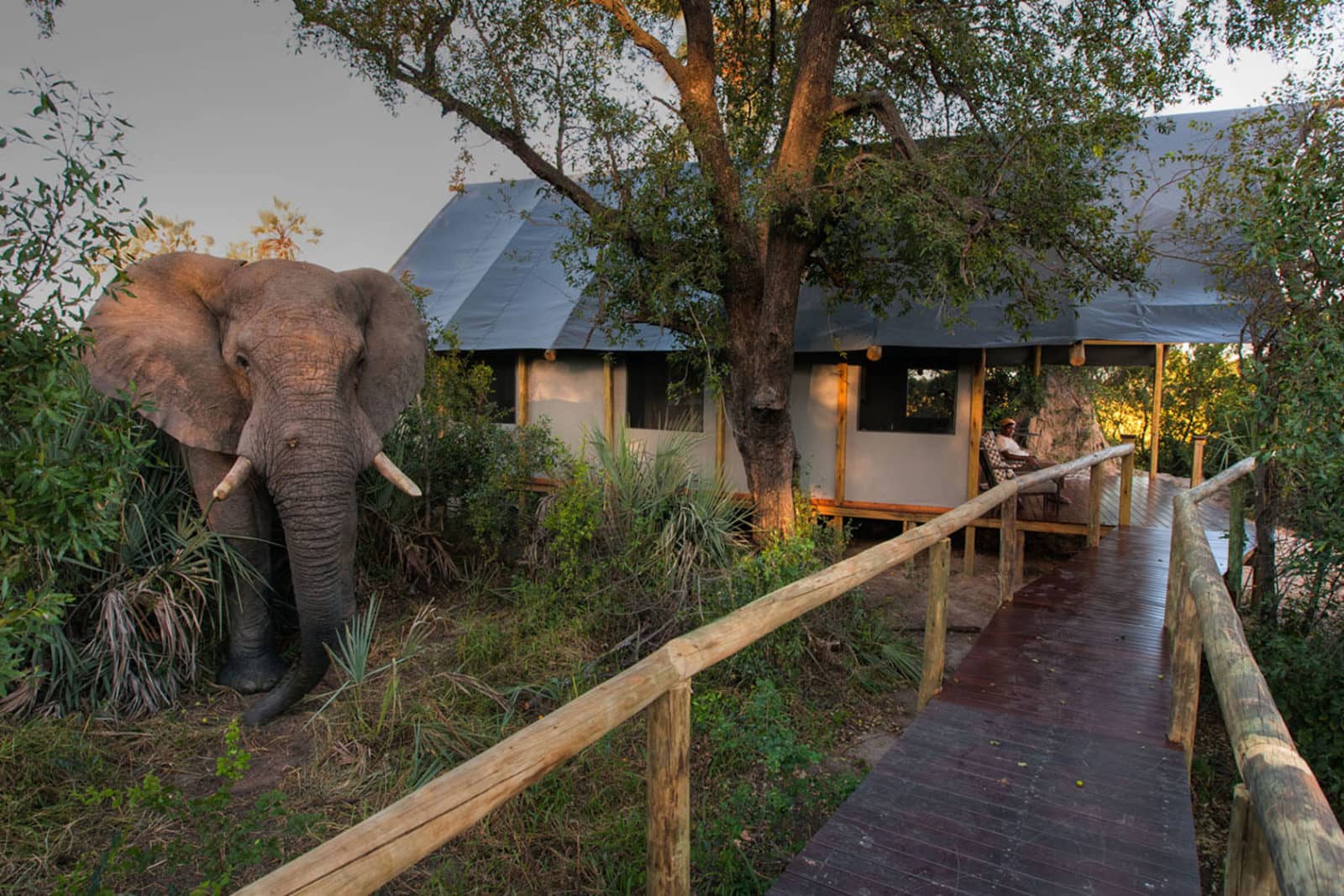 Chitabe lediba wooden walkway with elephant