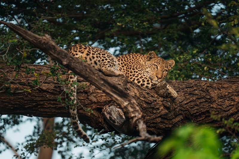 Wildlife chitabe okavango botswana 03 25 fs 40