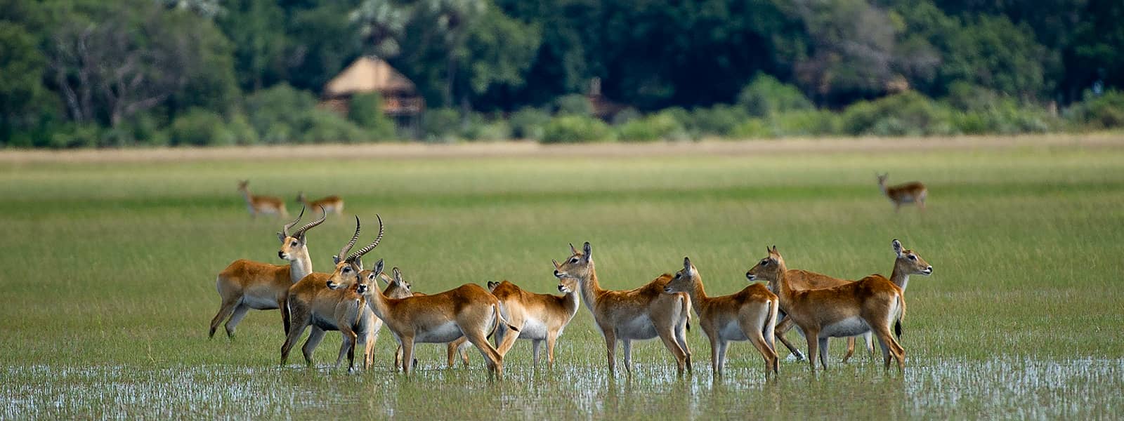 Red lechwe in front of camp at kwetsani