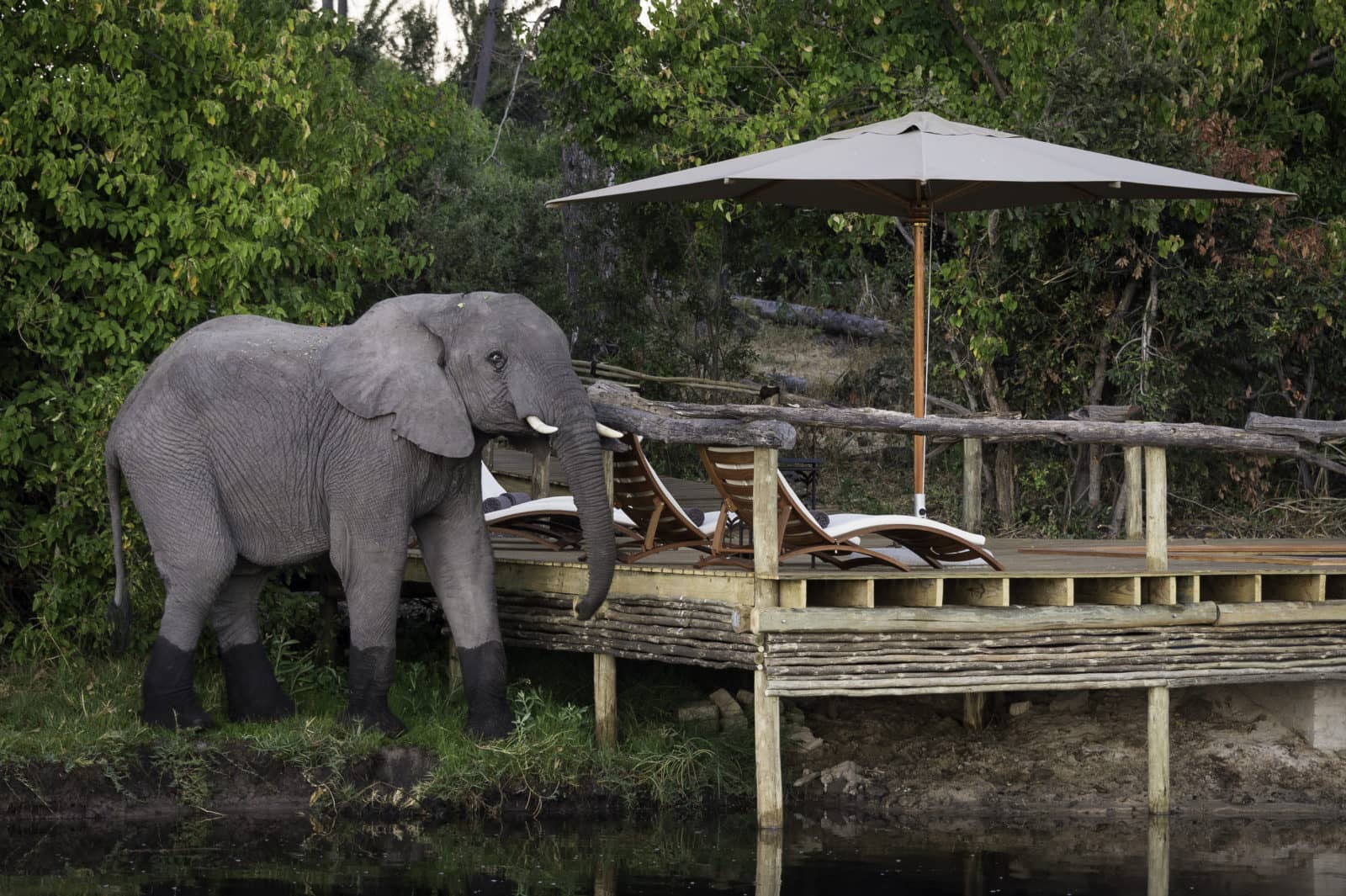 Little tubu elephant at pool 1 1