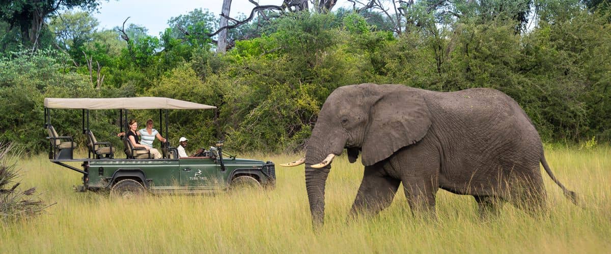 Tubu tree camp game drive elephant