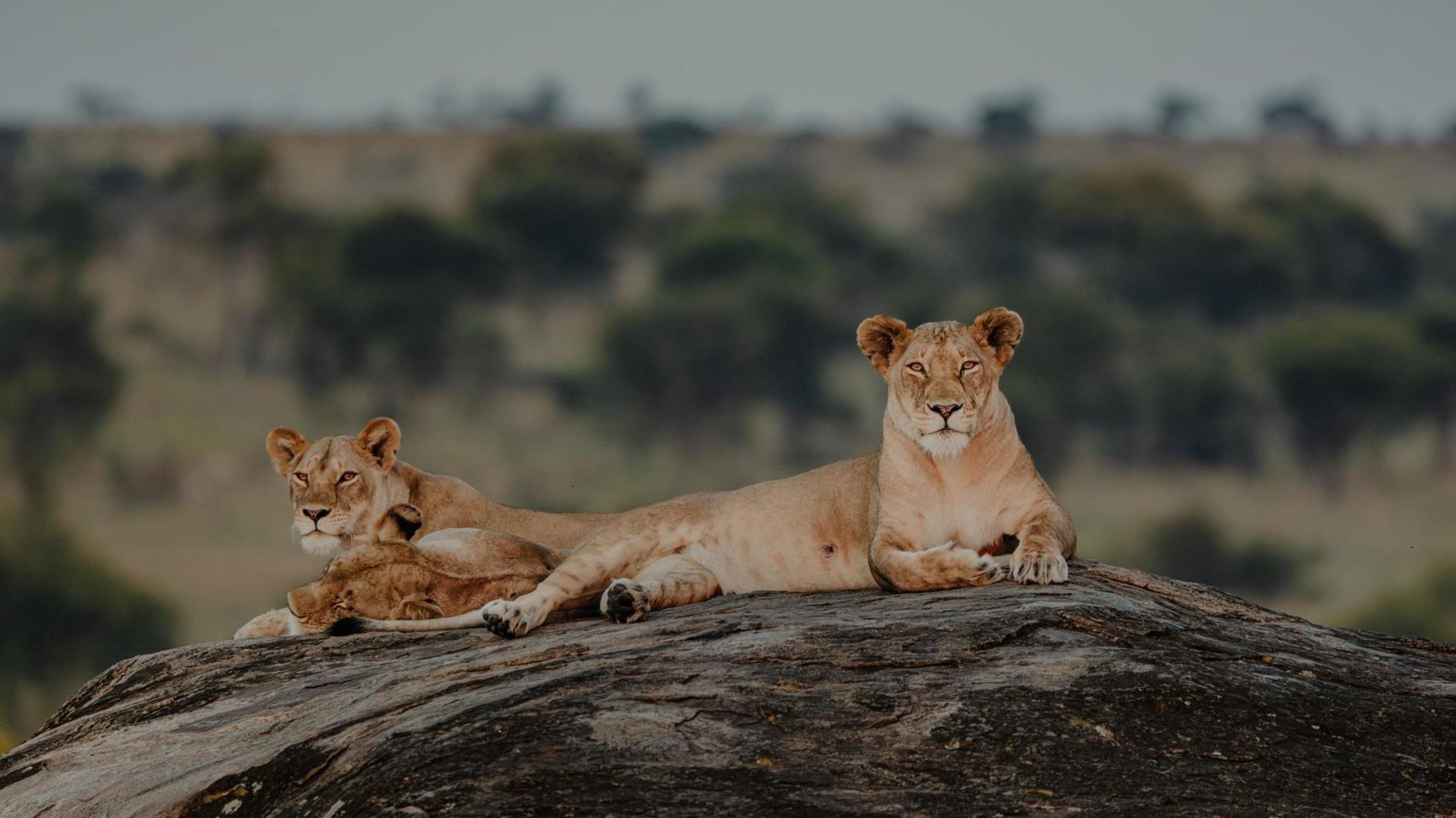 1765895966923usawa wildlife 10 24 donalb 28