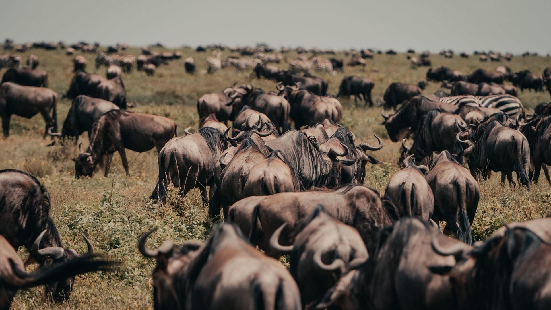 Wilderness Usawa Serengeti en Serengeti