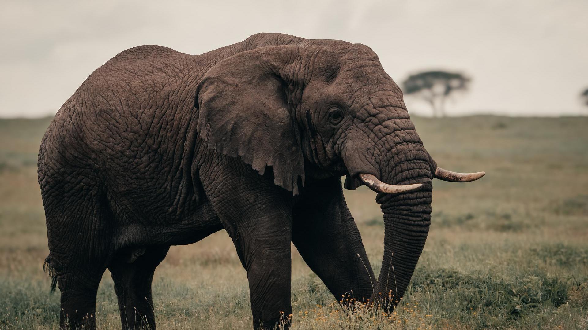Wilderness Usawa Serengeti en Serengeti