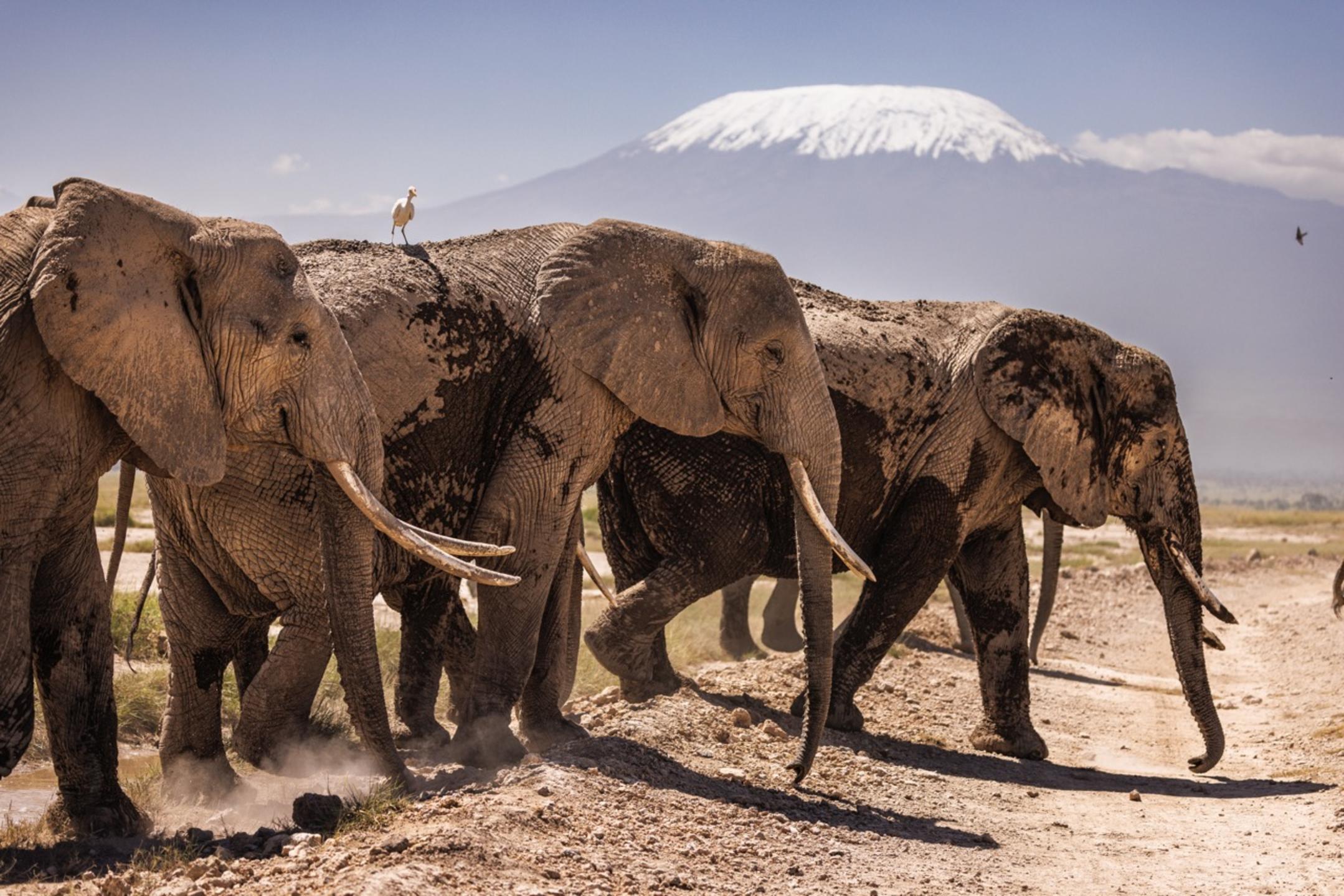 Angama Amboseli en Amboseli