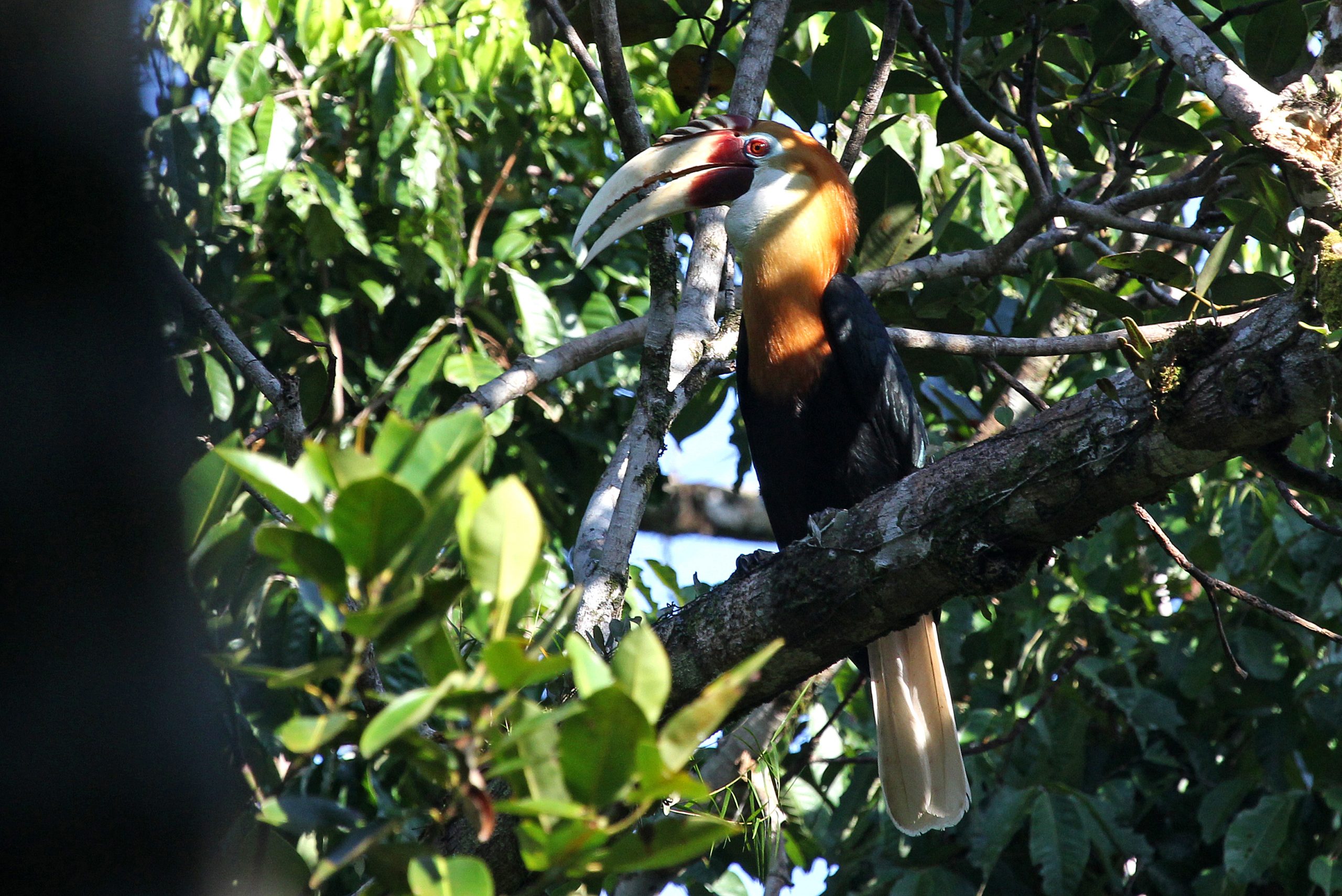 Moro Ma Doto en Norte de Malucas