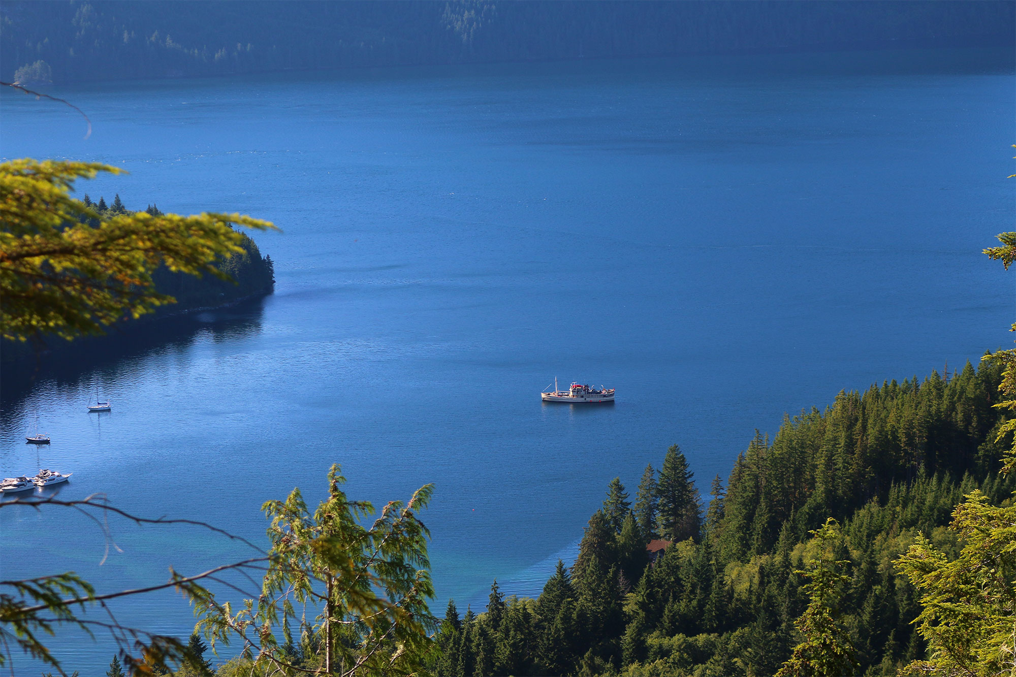 Pacific Yellowfin en Desolation Sound