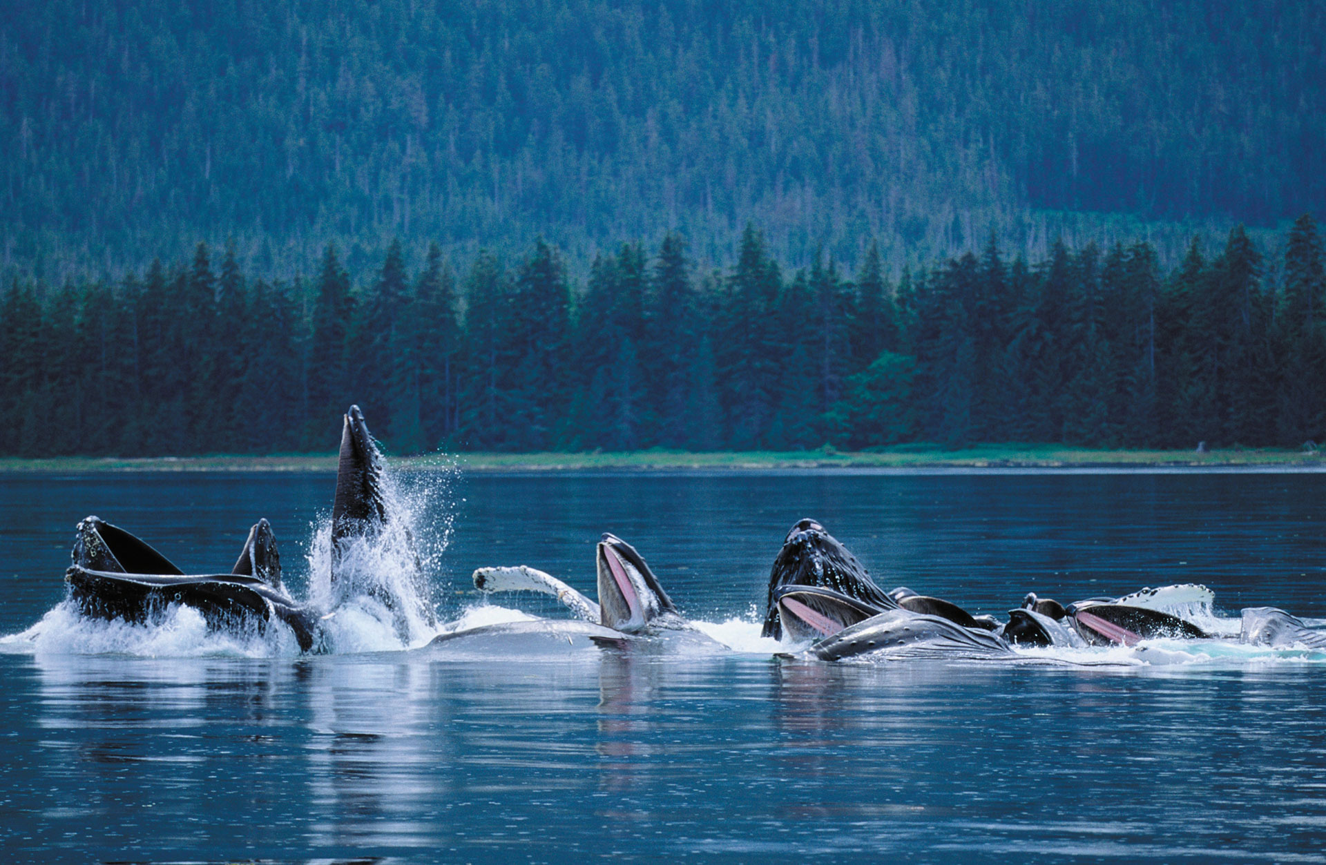 Pacific Yellowfin en Desolation Sound