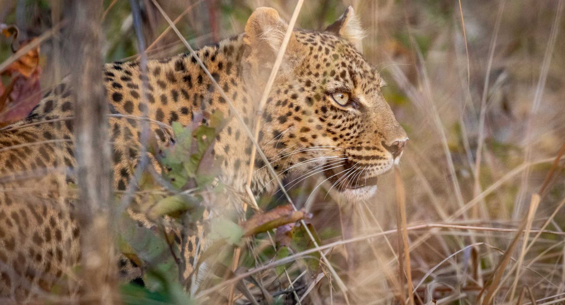 Anantara Tented Camp Kafue River en Kafue