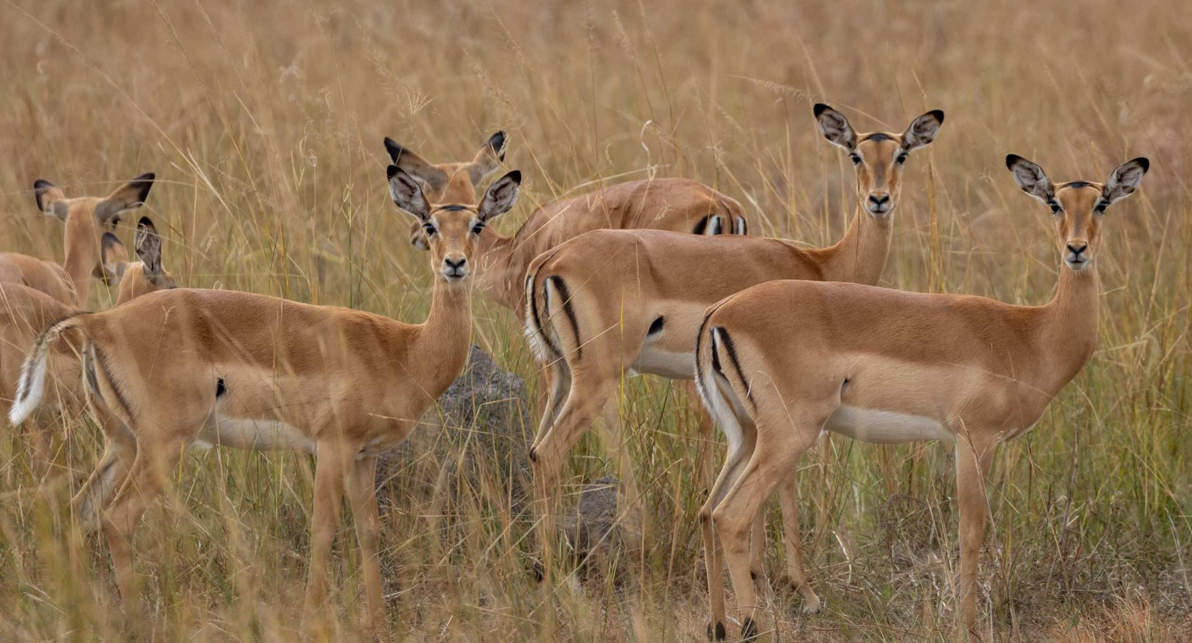 Anantara Tented Camp Kafue River en Kafue