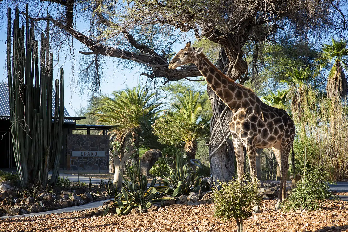 Epako Safari Lodge & Spa en Omaruru
