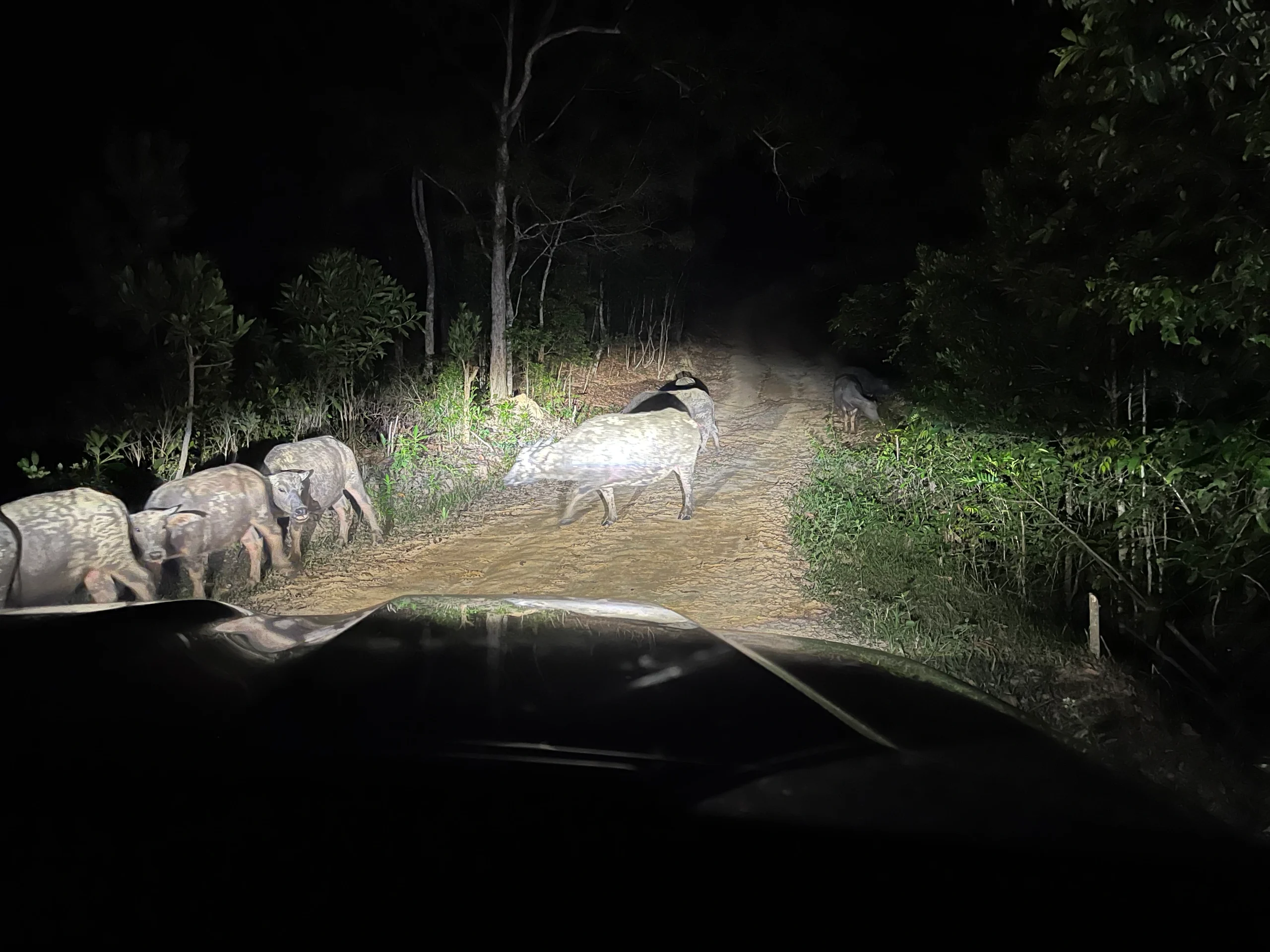 Koduko Sanctuary en Kota Belud