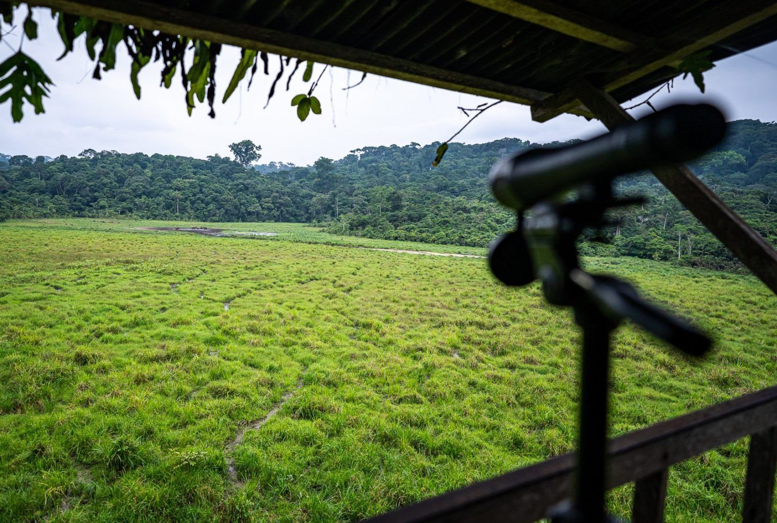 Ndola Luxury Tented Camp en Loango National Park