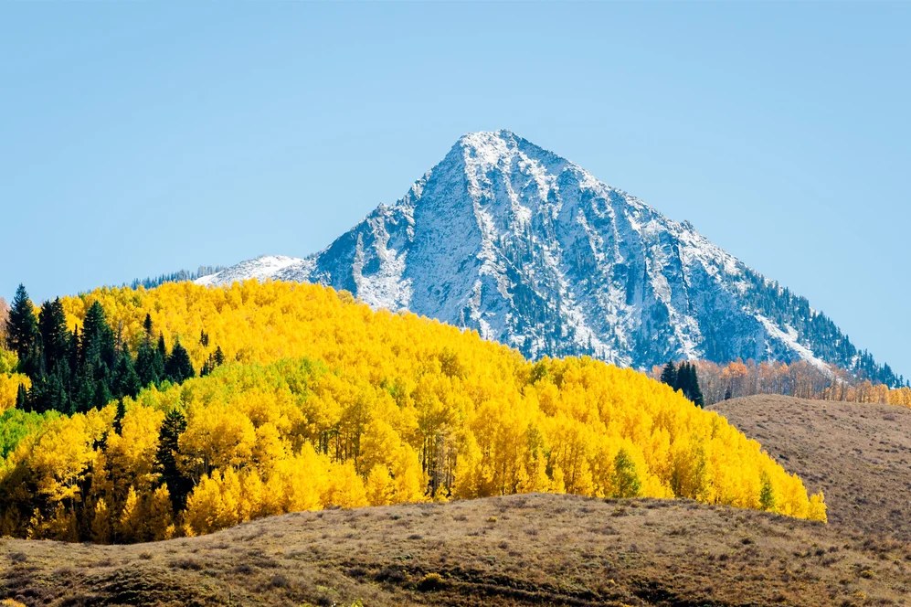 crested butte mountain tree foliage
