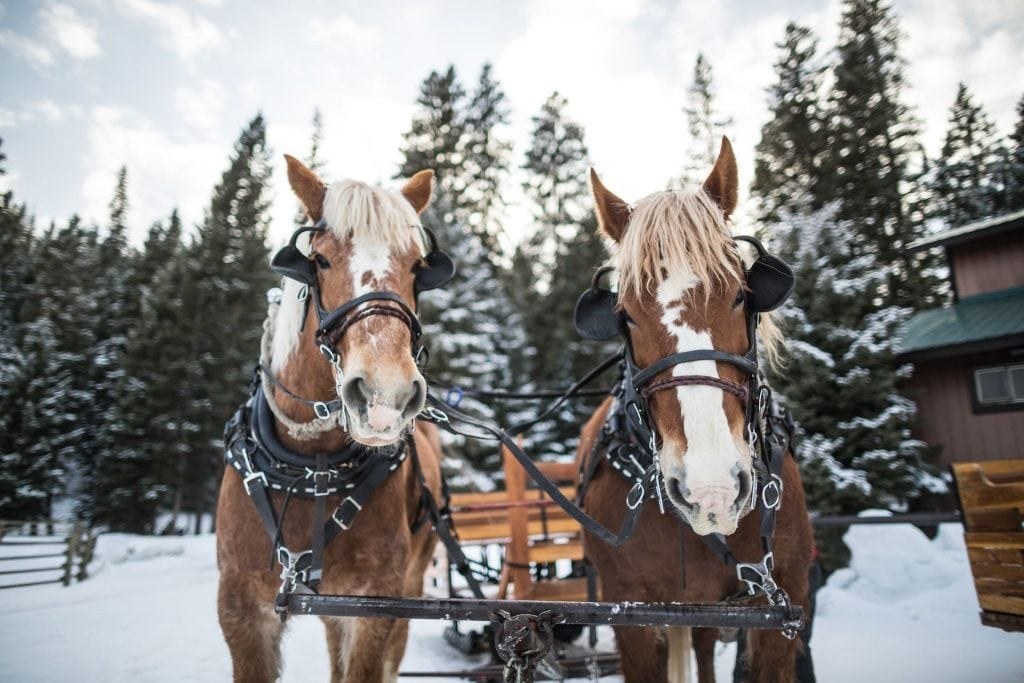 sleigh ride dinner 1024x683