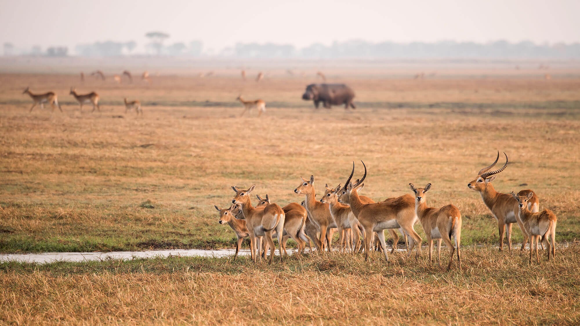 Busanga Plains | LAT.40