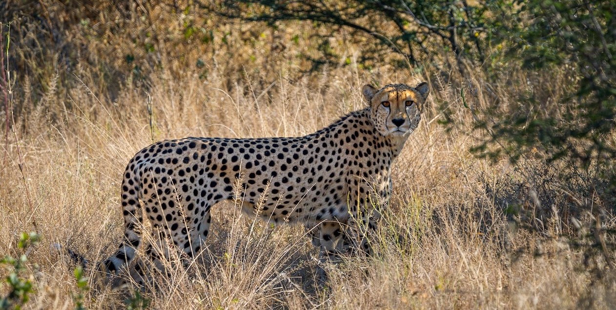 Dinaka en Kalahari