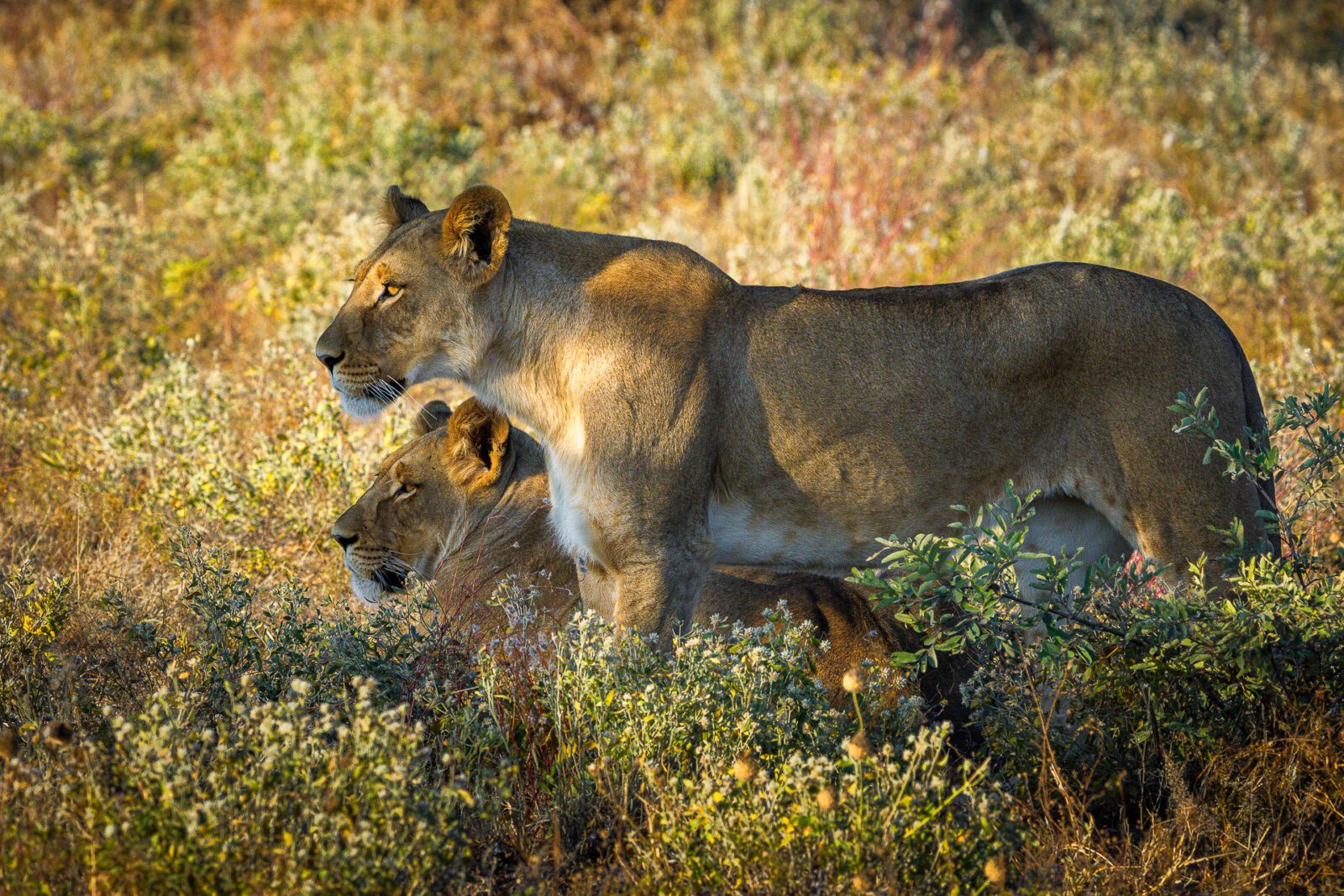 Dinaka en Kalahari