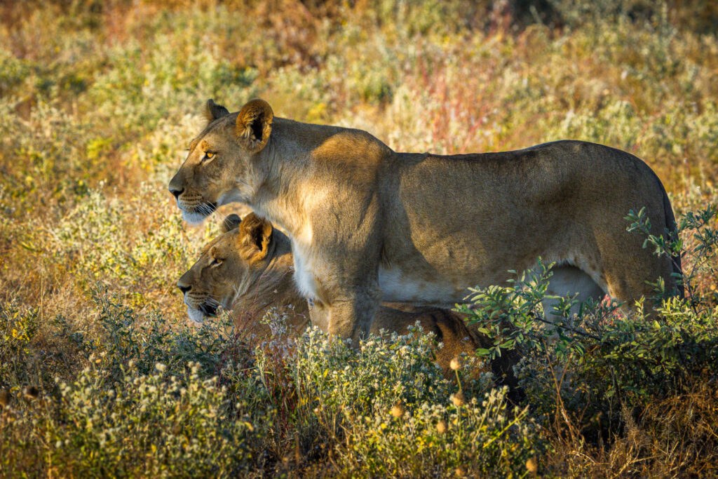 Dinaka en Kalahari