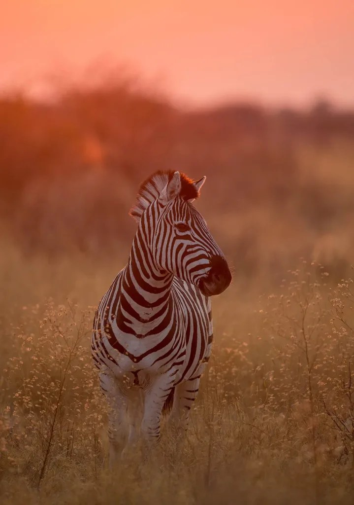 Dinaka en Kalahari