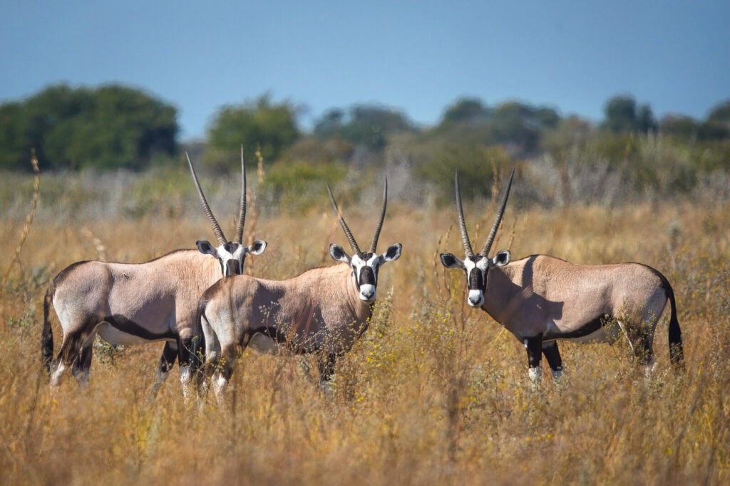 Dinaka en Kalahari